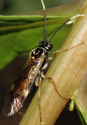Perineura rubi